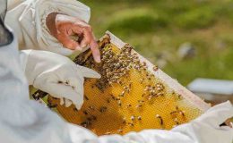 Küresel ısınma balcıları vurdu; milyonlarca arı öldü