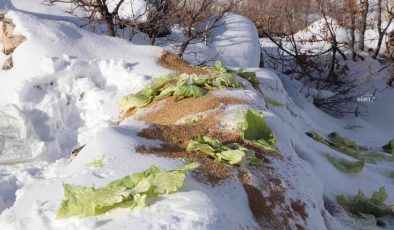 Siirt’te karda yiyecek bulamayan yaban hayvanları için doğaya 350 kilo yem bırakıldı