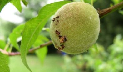 Şeftalide doğu meyve güvesi tehlikesi: “Yoğun miktarda rastlandı”