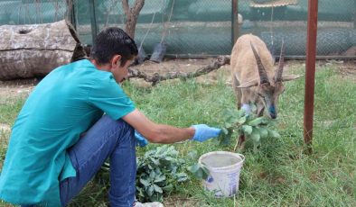 Şırnak’ta askeri birlikler yaralı dağ keçisini buldu, ekipler tedavi altına aldı