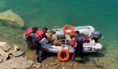 Batman’da baraj göletine düşen köpek bot yardımıyla kurtarıldı