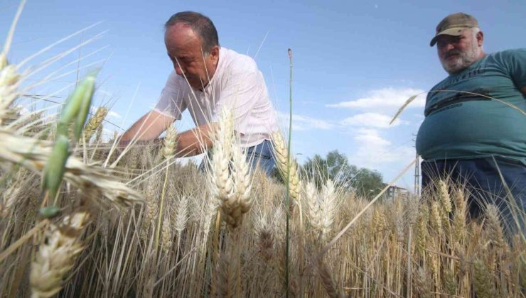 Konya’da çiftçiler buğday hasadına hazırlanıyor