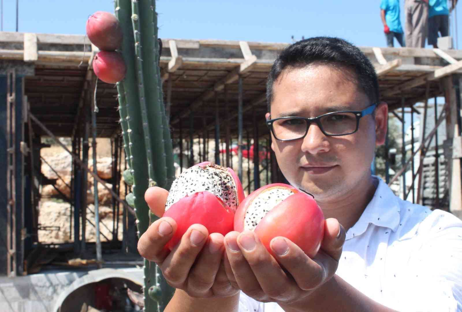 Mersin’de Güney Amerika kökenli Peru elması yetiştirildi