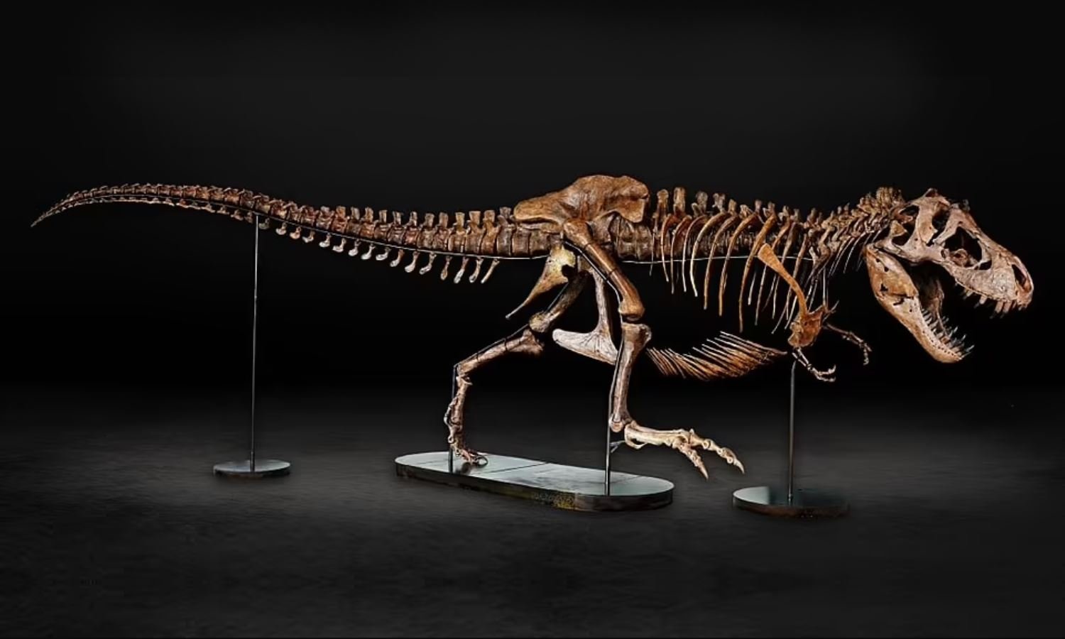 Hamile T-Rex iskeleti müzede sergilenmeye hazırlanıyor