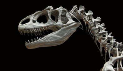 Dinozor türü ‘Spinosaurus’ hem karada hem de suda yaşamış olabilir