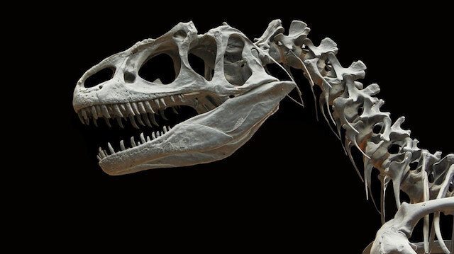 Dinozor türü ‘Spinosaurus’ hem karada hem de suda yaşamış olabilir